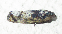Cryptophlebia peltastica