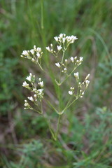 Eremogone longifolia