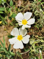 Cistus salviifolius