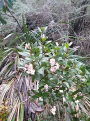 Gaultheria appressa