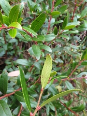 Gaultheria appressa