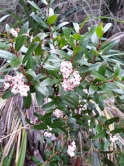 Gaultheria appressa