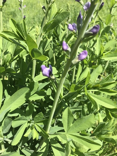Baptisia australis