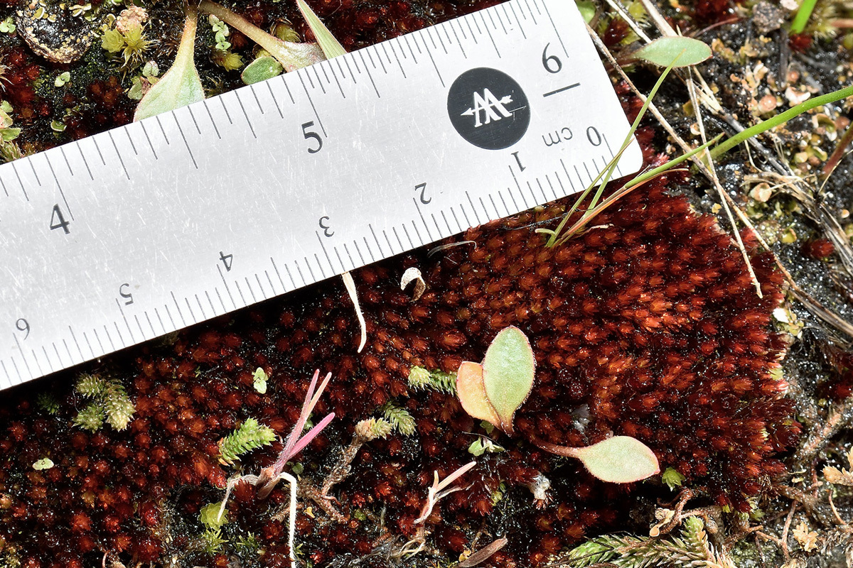 Imbribryum