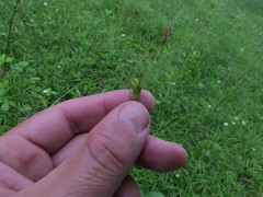 Carex michelii