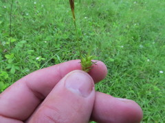 Carex michelii