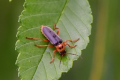 Cantharis annularis