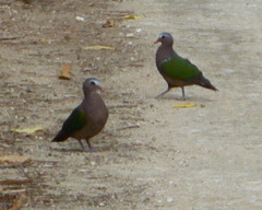 Chalcophaps indica natalis
