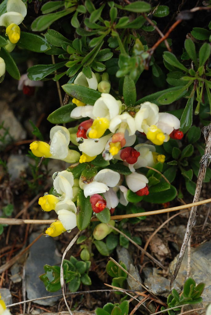shrubby milkwort