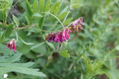 Vicia megalotropis