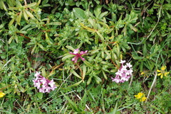 Daphne striata