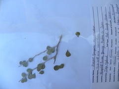 Schaefferia cuneifolia