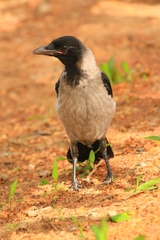 Corvus cornix