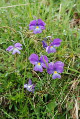 Viola culminis