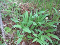 Allium microdictyon