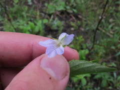 Viola accrescens