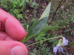 Viola accrescens