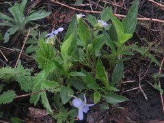 Viola accrescens