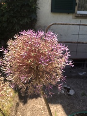 Allium giganteum