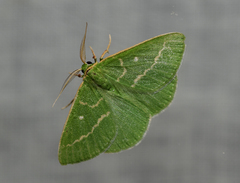 Thetidia smaragdaria