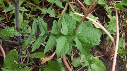 Sisymbrium officinale