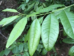 Oxydendrum