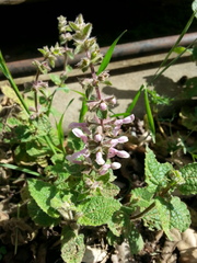 Stachys rigida quercetorum