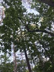 Oxydendrum