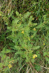 Astragalus penduliflorus