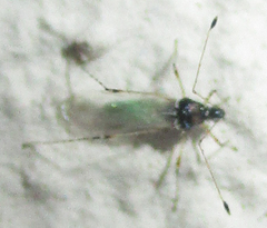 Micrometacanthus trichoferus