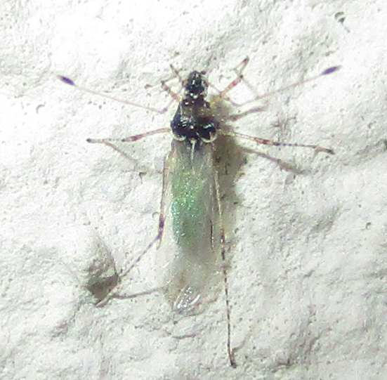 Micrometacanthus trichoferus