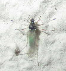 Micrometacanthus trichoferus