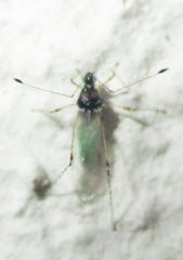 Micrometacanthus trichoferus