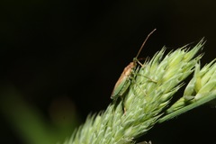 Stenodema holsata