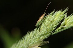 Stenodema holsata