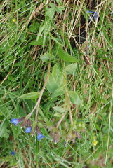 Pulmonaria australis