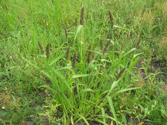 Echinochloa esculenta
