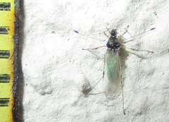 Micrometacanthus trichoferus