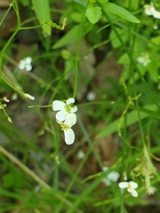 Arabidopsis halleri