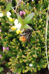 Bombus wurflenii