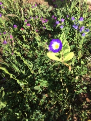 Convolvulus tricolor