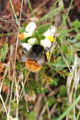 Bombus wurflenii