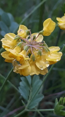 Coronilla coronata