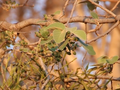 Cordia macleodii