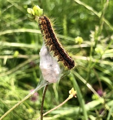 Malacosoma franconicum