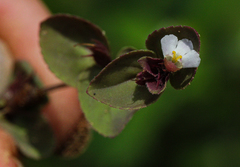 Linderniella