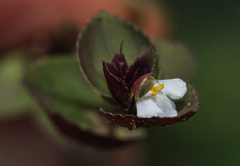 Linderniella