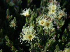 Kunzea muelleri