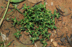 Edrastima goreensis