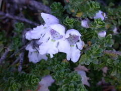 Prostanthera cuneata